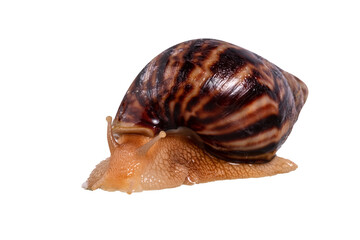 big snail Achatina isolated on white background. close-up