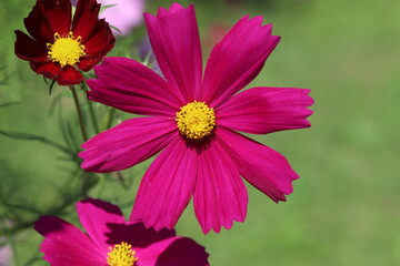 Obraz premium 日本の秋の野原に咲く濃いピンク色のコスモスの花