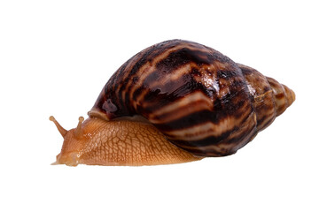 big snail Achatina isolated on white background. close-up