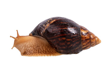 big snail Achatina isolated on white background. close-up