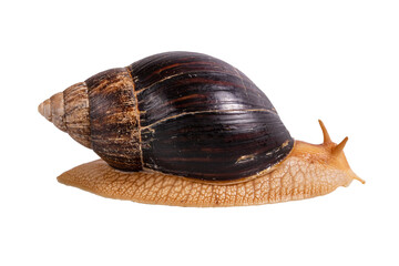 big snail Achatina isolated on white background. side view