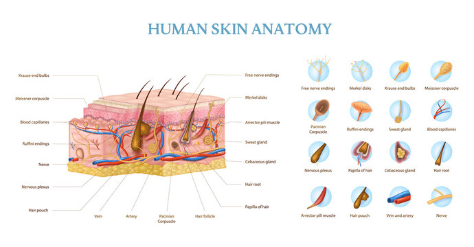Skin Anatomy Infographics