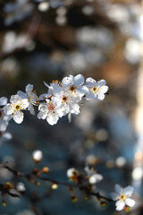 Spring blossoms on the tree. Selective focus.