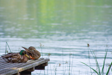 Patos durmiendo