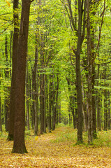 Fototapeta premium Park in autumn with beautiful autumn foliage