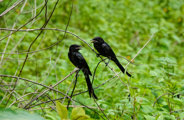 Black Drongos in conversation