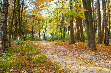 Park in autumn with beautiful autumn foliage