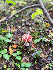 The Amanita Muscaria mushroom, seen at ground level in an forest