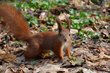 Naklejka na ściany i meble Portrait of red squirrel with on a background of old leaves and young spring greenery. Wild animals outdoors photo.