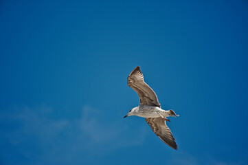 Caspian Gull - Portugal , Lagos ,2017