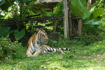 Close up Indochinese Tiger (Panthera tigris corbetti)