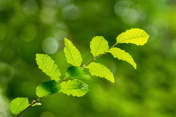 Tree branch with green leaves in the forest on a green background