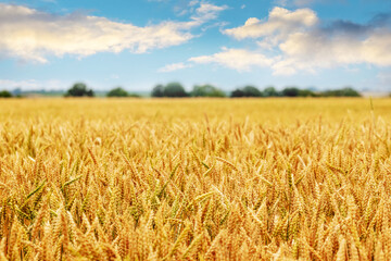 Wheat field with yellow ripe spikelets and picturesque blue sky with white clouds