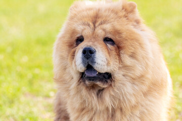 Chow chow dog, dog close-up portrait in sunny weather
