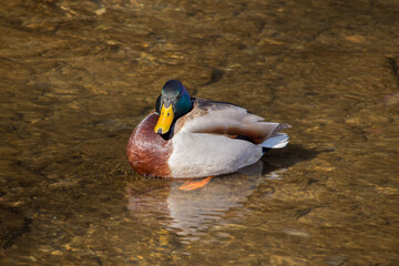 A male mallard duck sitting in shallow water.