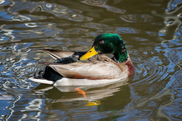 Fototapeta premium A male mallard grooming itself in the river.