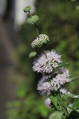 日本の秋の庭に咲くダンギクの花