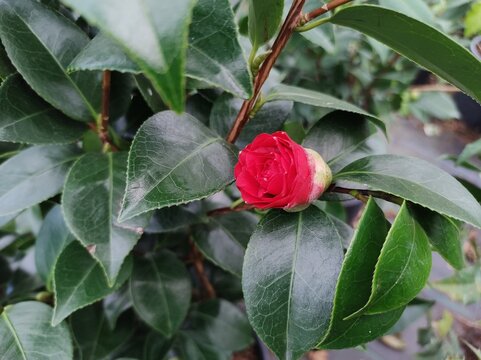 Camellia japonica 'Cereixa de Tollo'