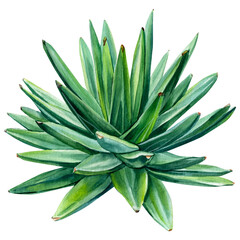 succulent, aloe watercolor illustration, botanical painting