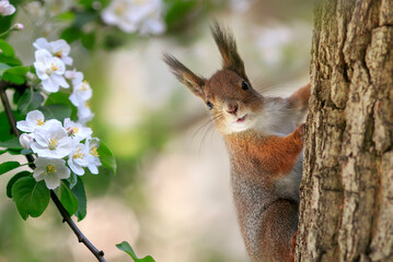 cute squirrel sitting on a tree in a sunny spring garden among white apple blossoms