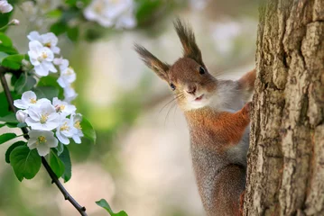 Fotobehang cute squirrel sitting on a tree in a sunny spring garden among white apple blossoms © nataba