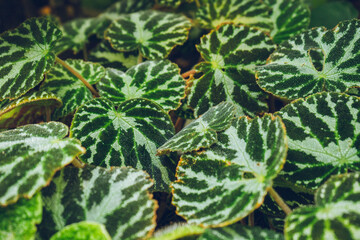 Tropical background green leaf plant South America forest jungle palm. The background image is green, the colors of the leaves are perfect for seasonal use.