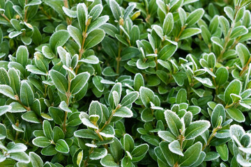 Obraz premium Green plant covered with hoarfrost