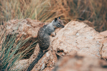 ground squirrel at the beach