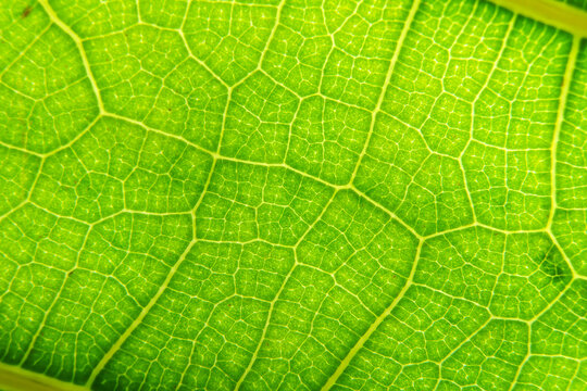 Green leaf macro background. Closeup texture and pattern of organic plant. Selected focus. Nature, foliage, biology background.