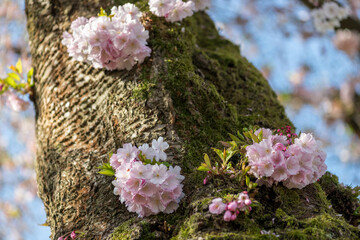 Kirschblüten vom japanischen Kirschbaum wachsen direkt am Baumstamm, Symbol für Frühlingsanfang und Vergänglichkeit.