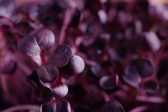 Fresh Radish Microgreens As Background, Closeup View