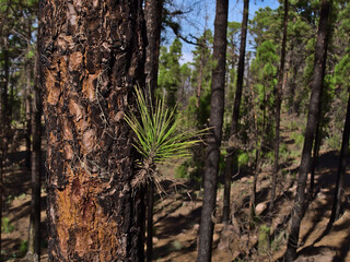 Close-up view of the burnt trunk of a Canary Island pine tree (Pinus canariensis) in a forest in Tamadaba Natural Park, Gran Canaria, Spain.
