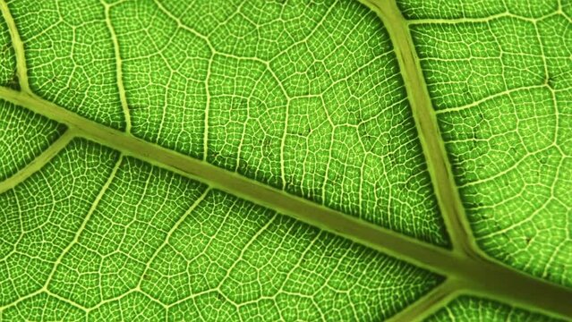 Green leaf background. Macro plant texture and nature pattern closeup. Botany, natural ingredients, vegetation concept. Selected focus