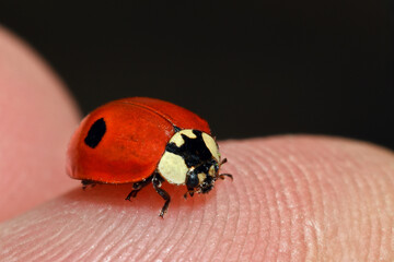 ladybug on a fingertip macro - Coccinellidae