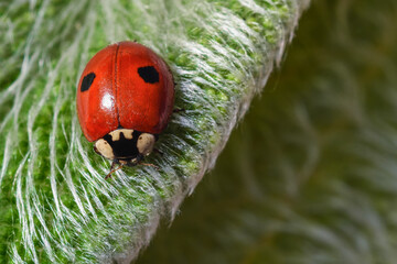 ladybug on a leaf macro - Coccinellidae