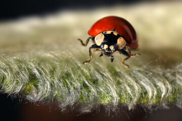 ladybug on a leaf macro - Coccinellidae