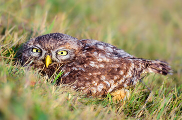 Owl on the ground in grass - Athene noctua