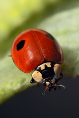 ladybug on a leaf macro - Coccinellidae