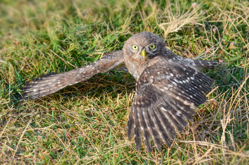 Owl on the ground with wings wide open - Athene noctua