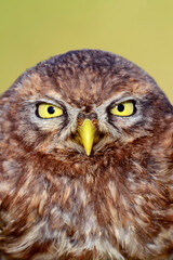 owl portrait , yellow eyes and beak - Athene noctua