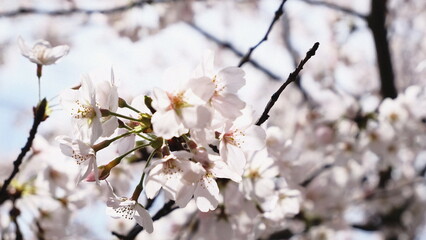 blooming tree