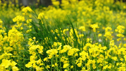 field of yellow flowers