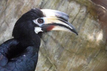 Close up Wreathed Hornbill Bird , Rhyticeros undulatus