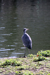 A close up of a Grey Heron 
