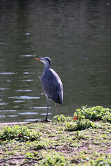 A close up of a Grey Heron 