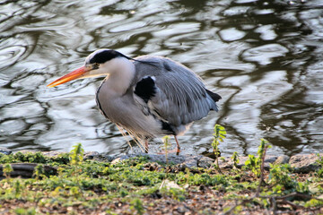 A close up of a Grey Heron