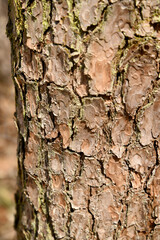 tree nature trunk bark forest botanical scenery wood