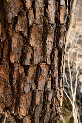 tree nature trunk bark forest botanical scenery wood