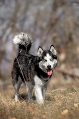 Beautiful Husky breed dog in nature