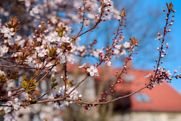 Blooming fruit trees. Blooming cherry flowers close up. spring background.